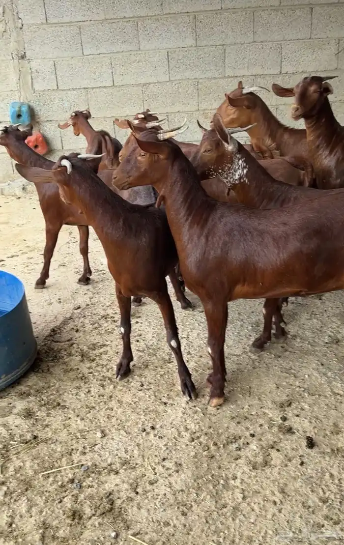 جفار دهم عدد 10 ( تم البيع ) 1