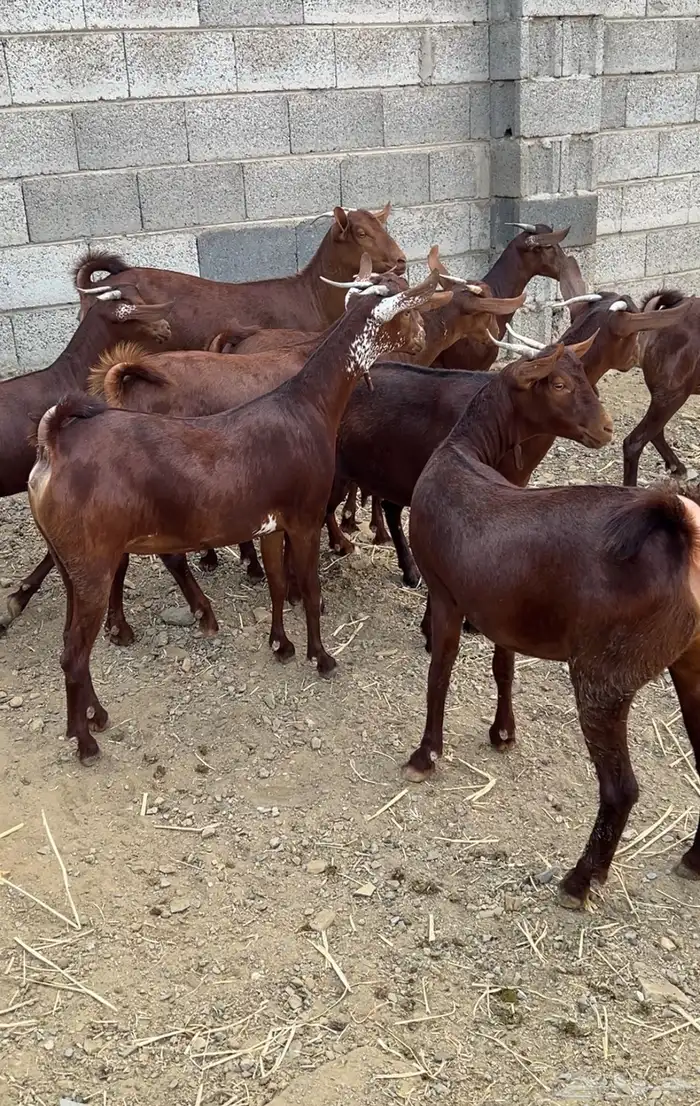 جفار دهم عدد 10 ( تم البيع ) 4