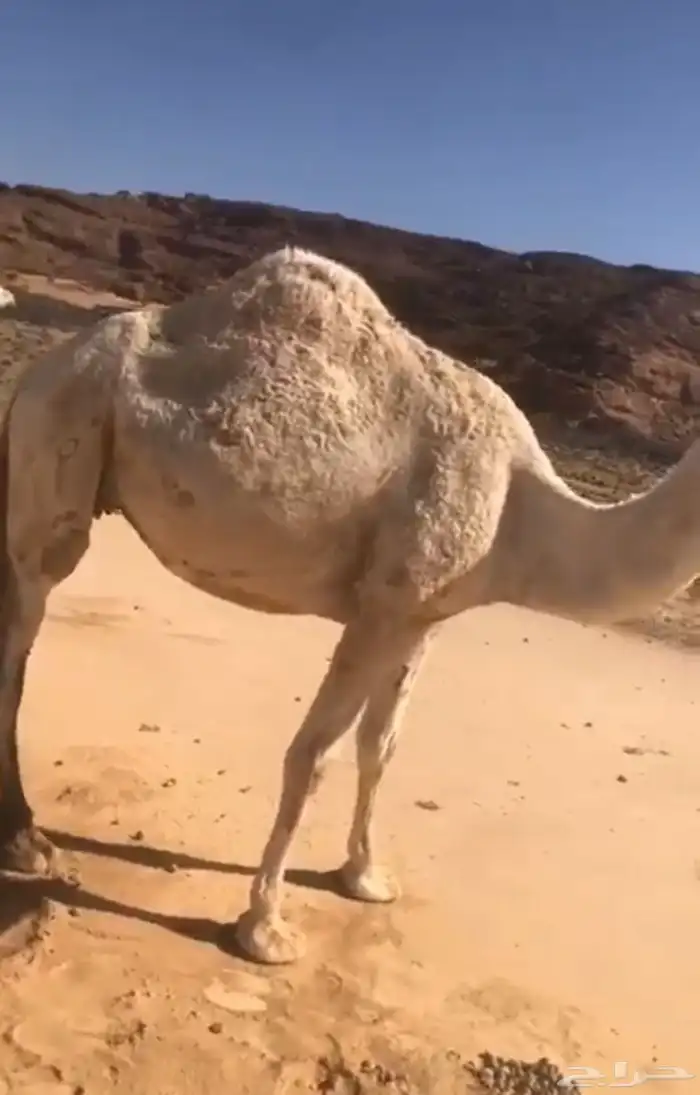 لقحه وضحاء 2