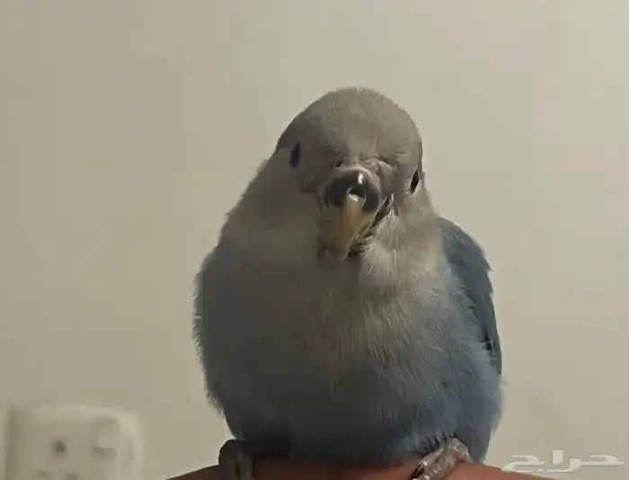 روز للبيع عمره شهرونص 2