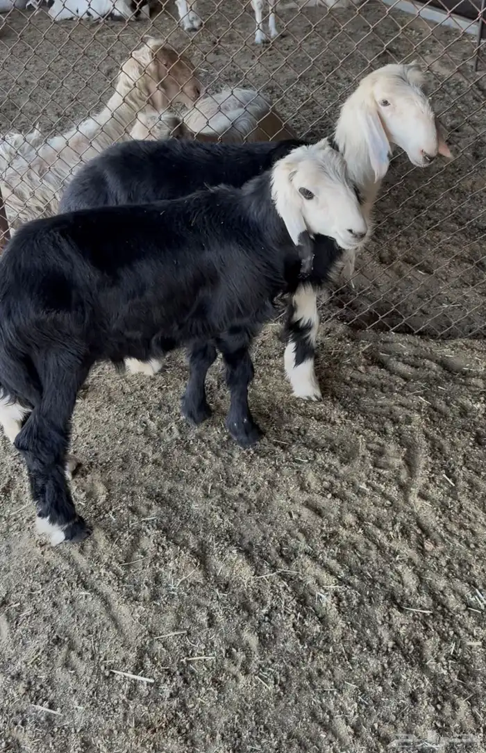 بيع خروف ورخل نجد 0