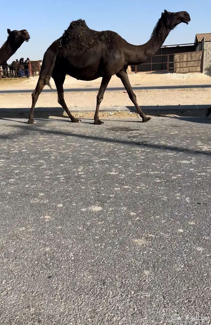 للبيع القحه مقرب 0