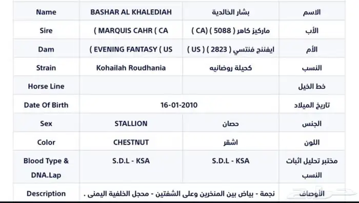 فحل مربط من الخالدية 5