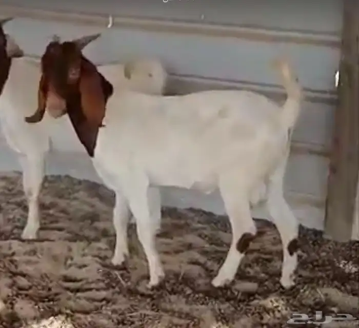 تيوس بروقت 0