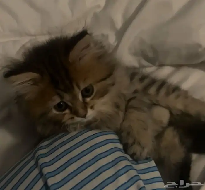 قطه صغيره للبيع 1