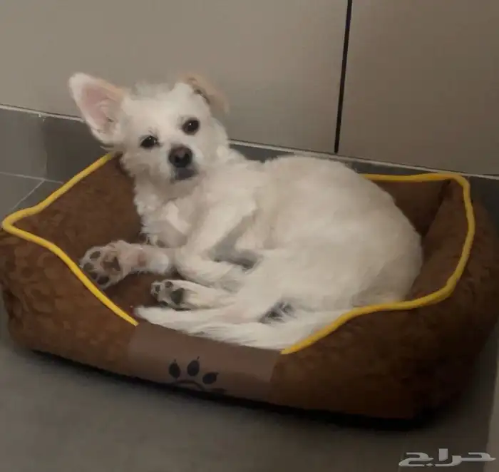 كلب للتبني 0