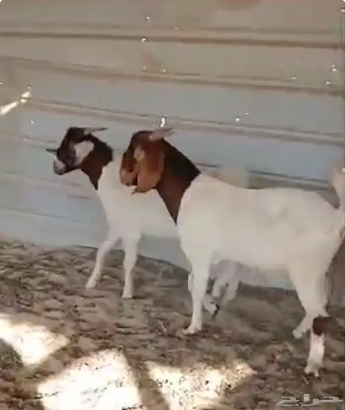 تيوس بروقت 4