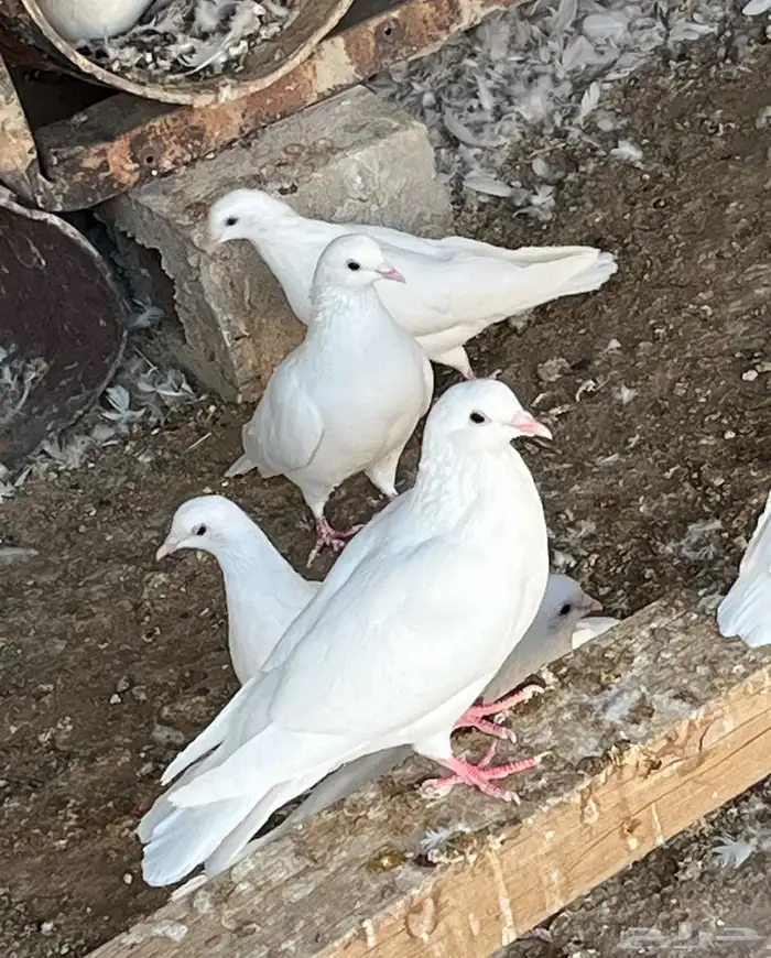 حمام فرنسي ملكي وفاخر وجروم طيبه 1