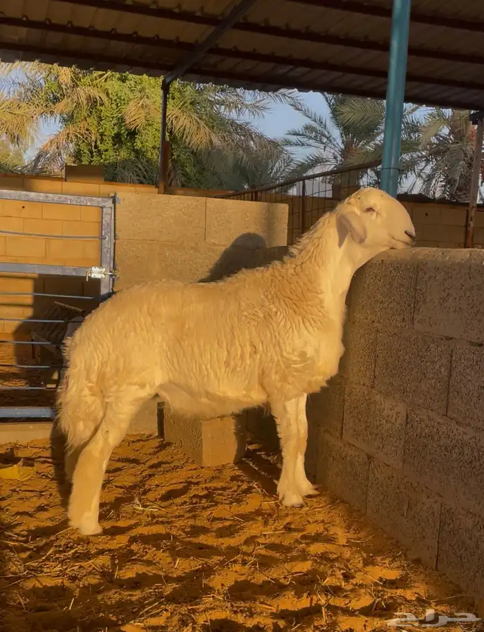 للبيع مشروع فحل حري صنف 1