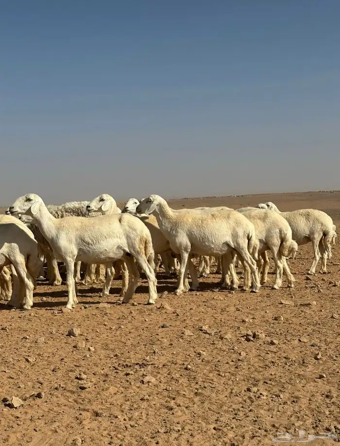 غنم حريات للبيع. 0