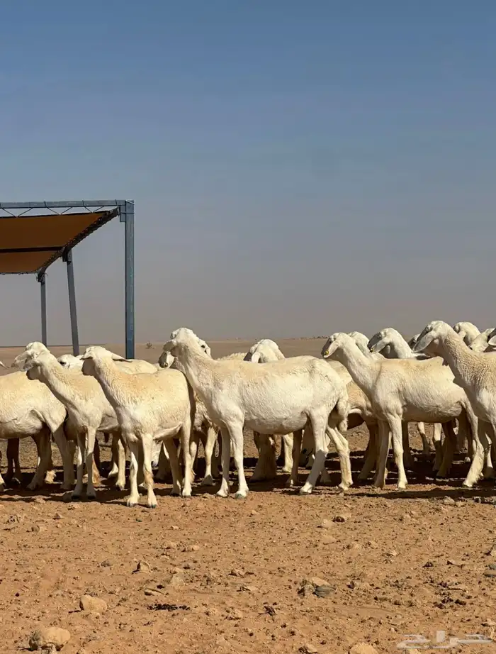 غنم حريات للبيع. 5