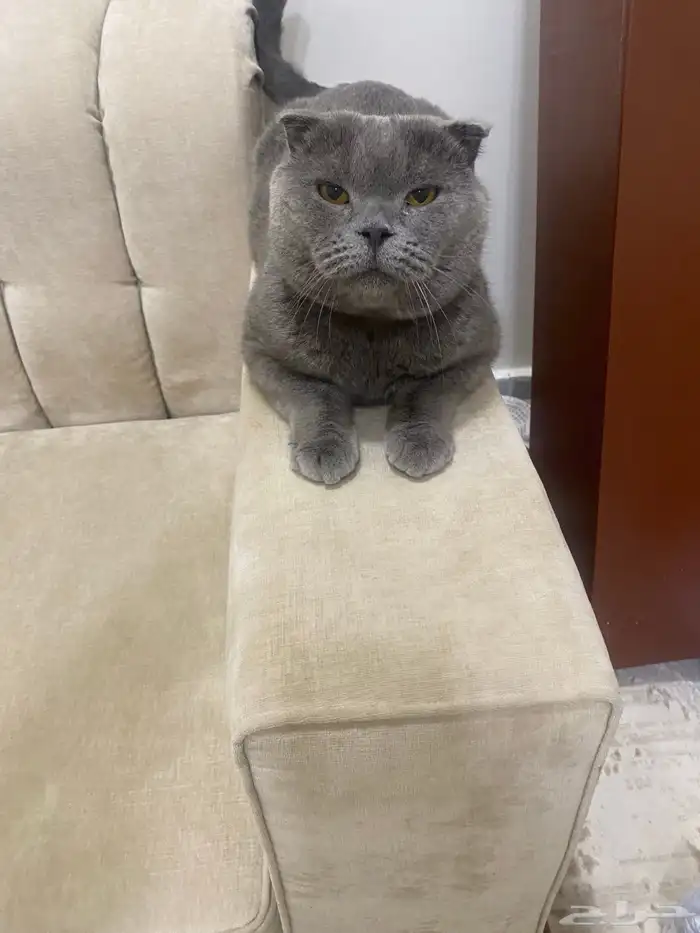 سلام عليكم 0