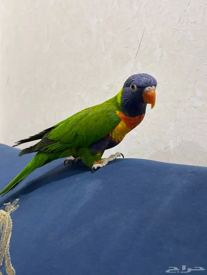 طير لوري للبيع 1