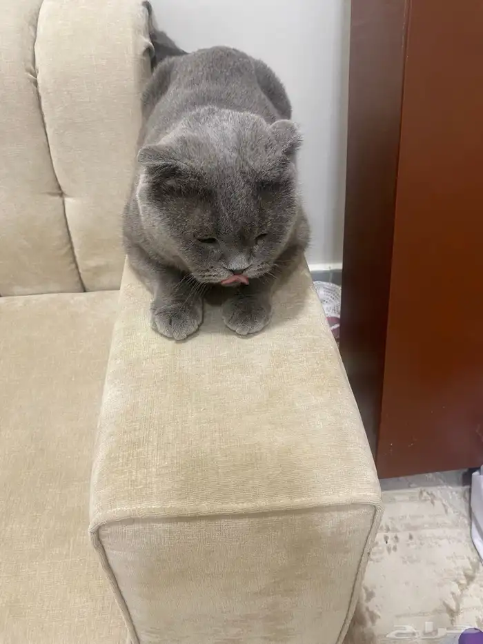 سلام عليكم 1