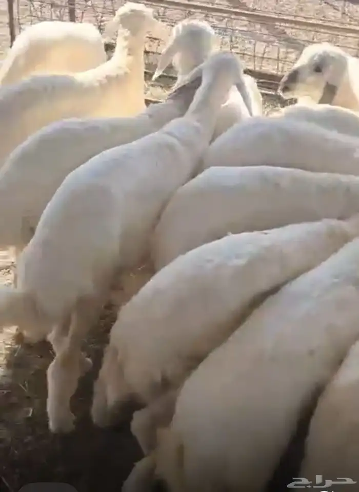 طليان ورخال العدد 17 2