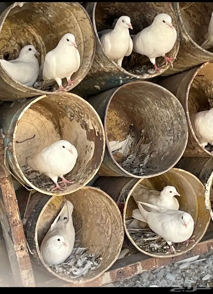 حمام فرنسي ملكي وفاخر وجروم طيبه 2