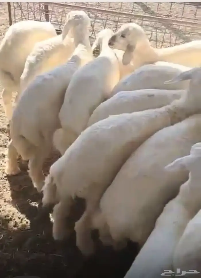 طليان ورخال العدد 17 1