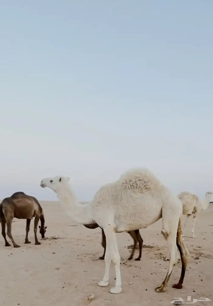 نياق موقع طلعه التمياط 1