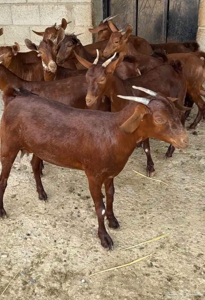 جفار دهم عدد 10 ( تم البيع ) 2