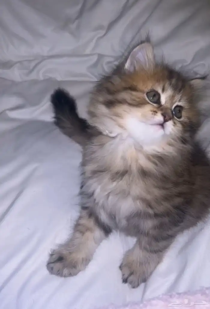 قطه صغيره للبيع 0