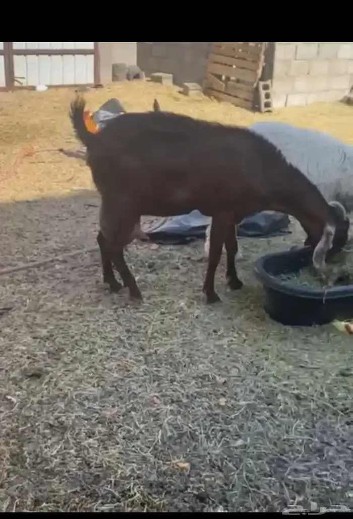 عنز حليب للبيع 0