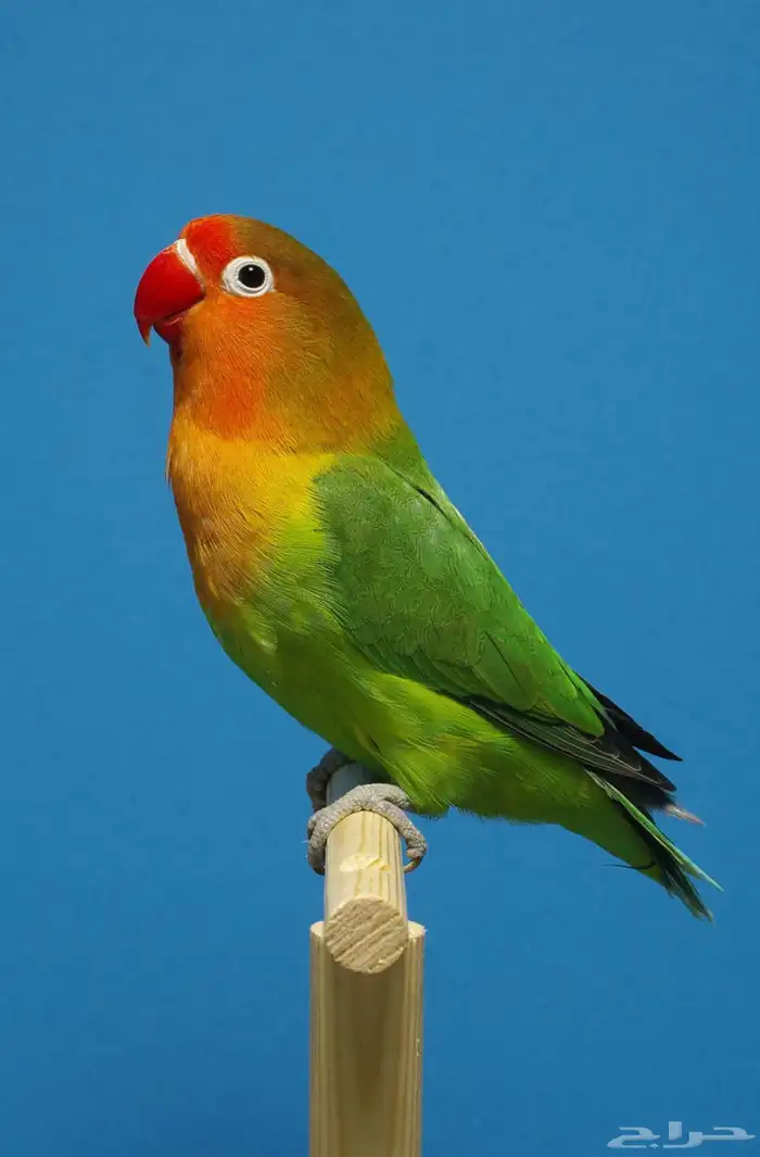 ببغاء فيشر (ذكر) العمر تقريبا 5 شهور إلى سنه والله ماعرف 0