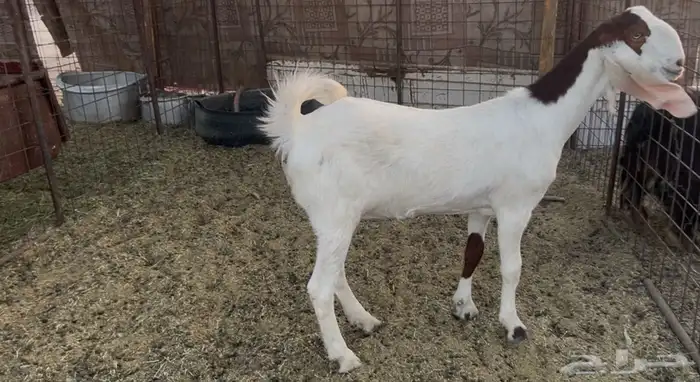 للبيع جفره مشروكة وفاخرة و منوه للقناي 0