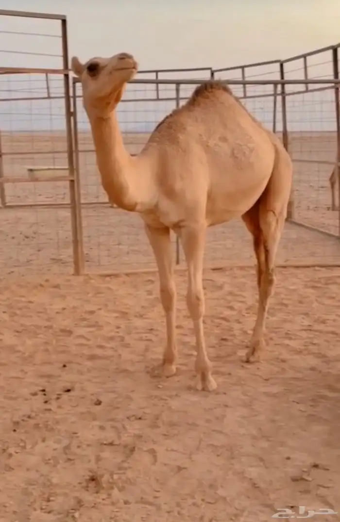 قعود للبيع الموقع الحناكية 0