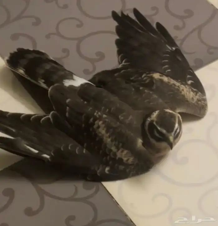 أهل الخبرة نوع الطير 0