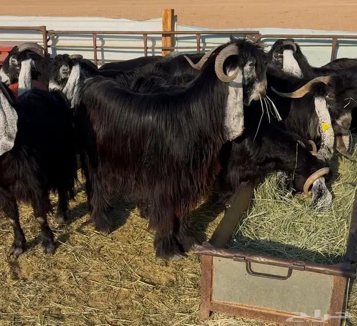 معزا عوارض صنف 6