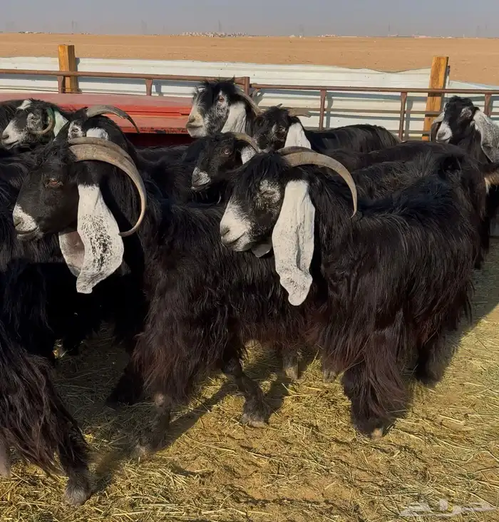 معزا عوارض صنف 11