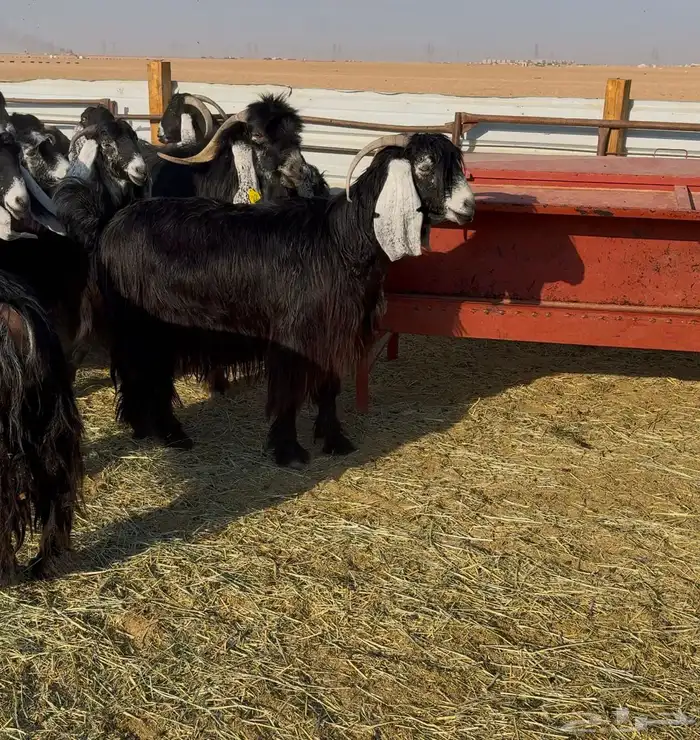 معزا عوارض صنف 8