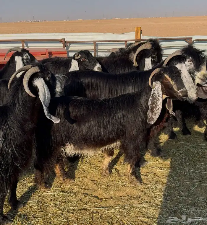 معزا عوارض صنف 10