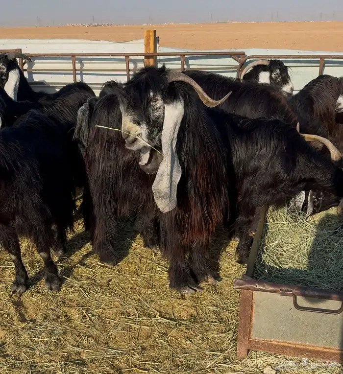 معزا عوارض صنف 12