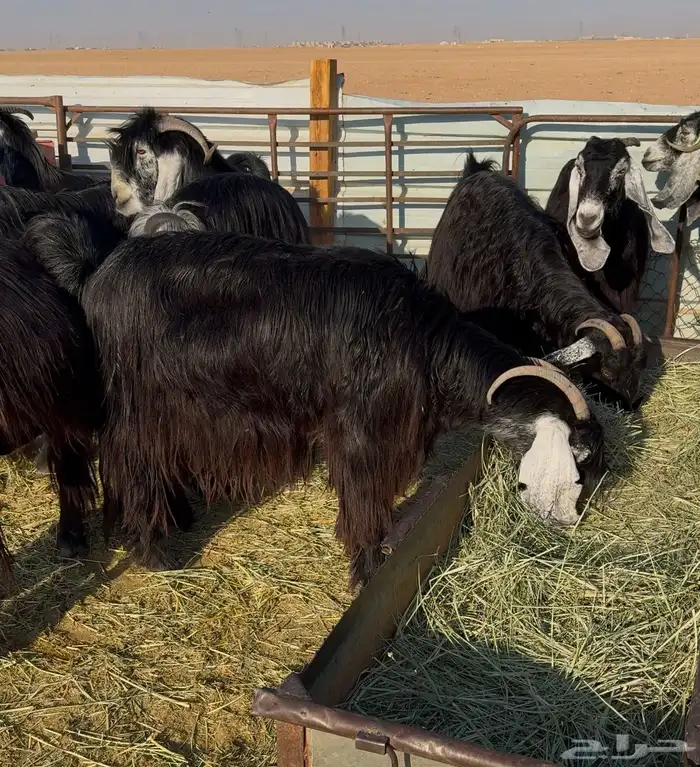 معزا عوارض صنف 2