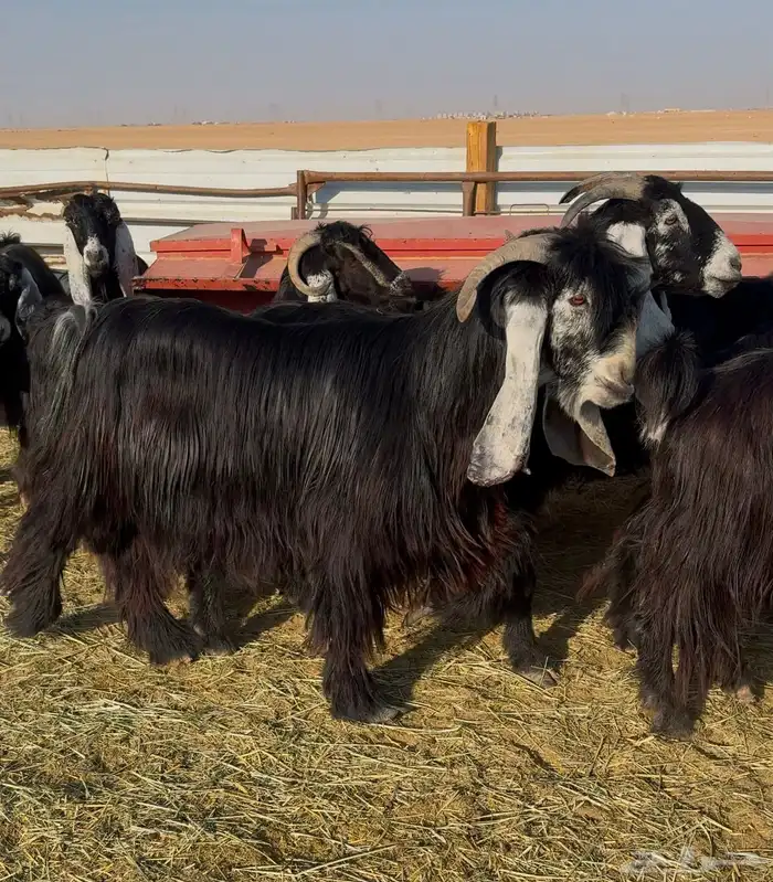 معزا عوارض صنف 4