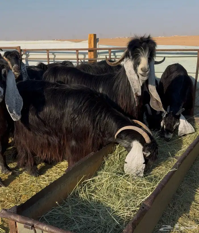 معزا عوارض صنف 1