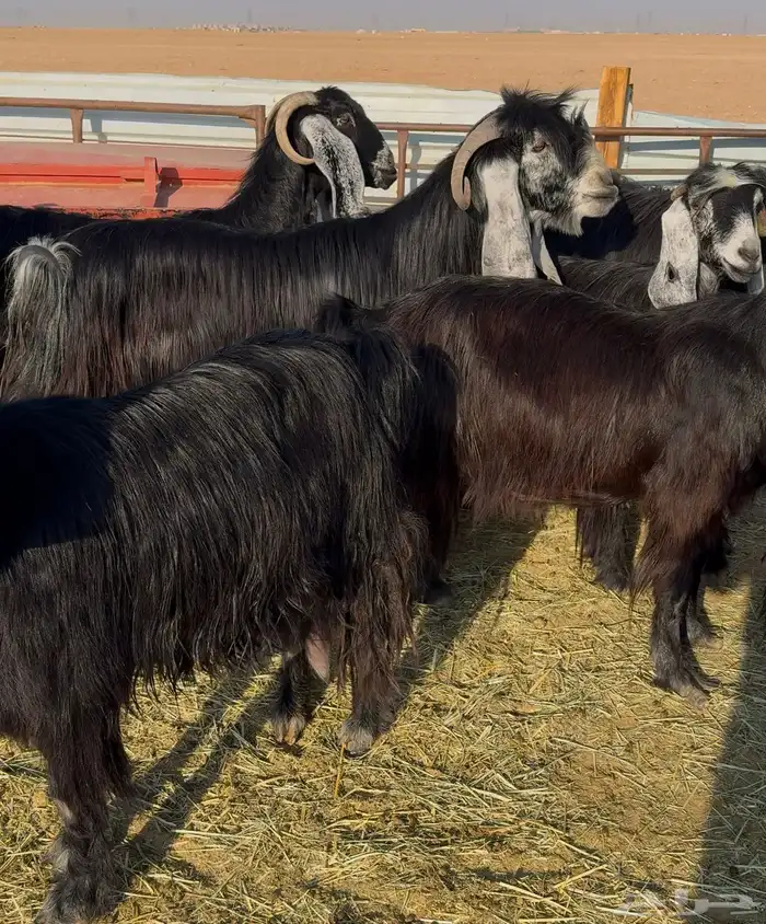 معزا عوارض صنف 5