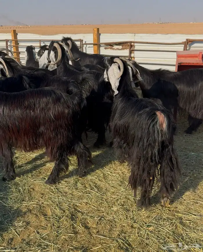 معزا عوارض صنف 7