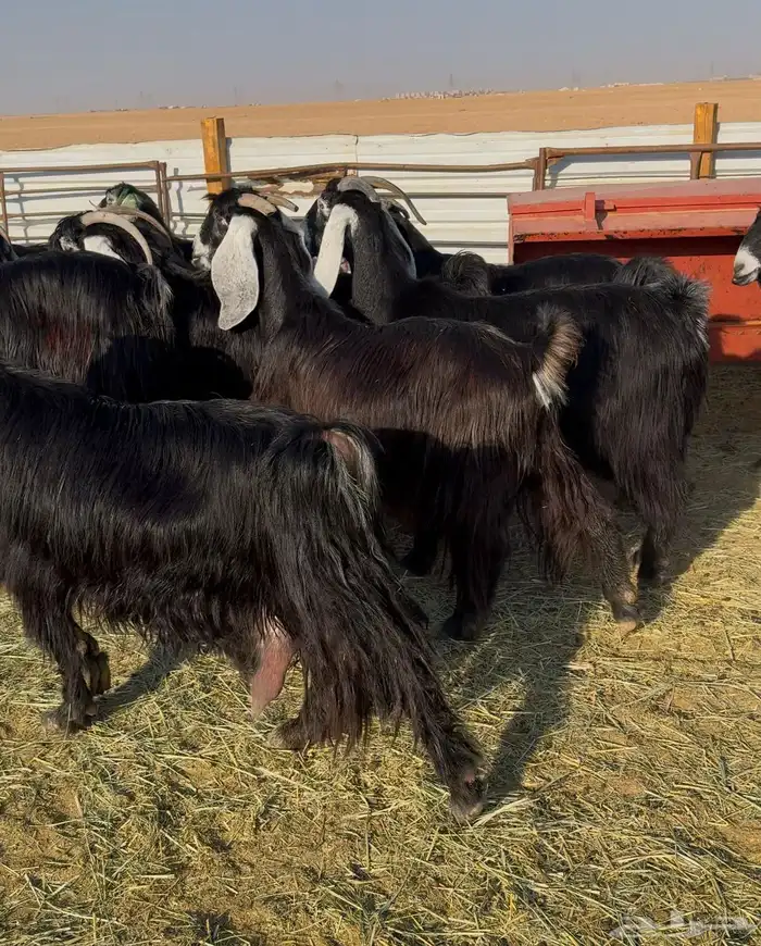 معزا عوارض صنف 3