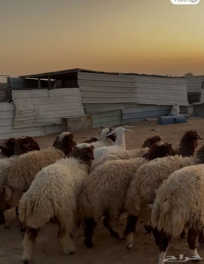 نعيمي رخال ذبايح 1