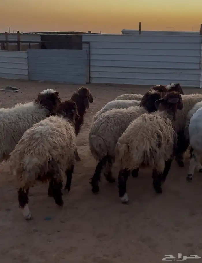 نعيمي رخال ذبايح 0