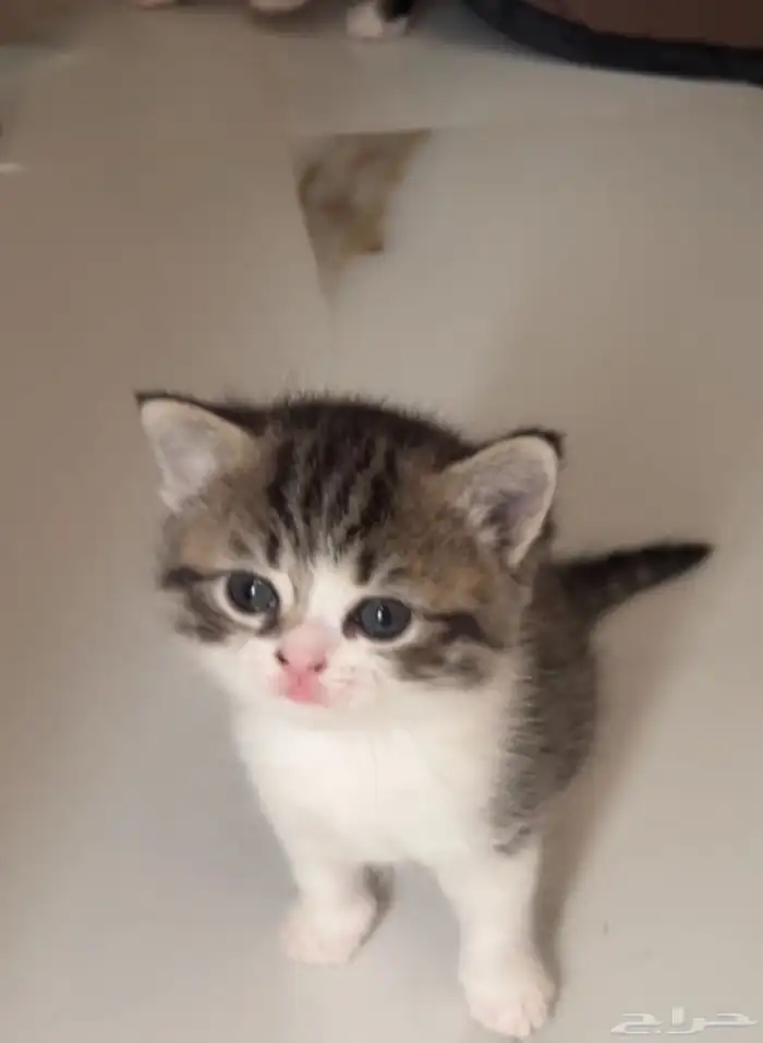 قطه سكوتش ستريت انثى 2