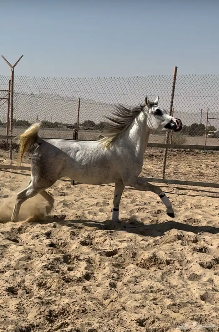 للبيع فرس واهو لقاح ثقيل الحد 20 1