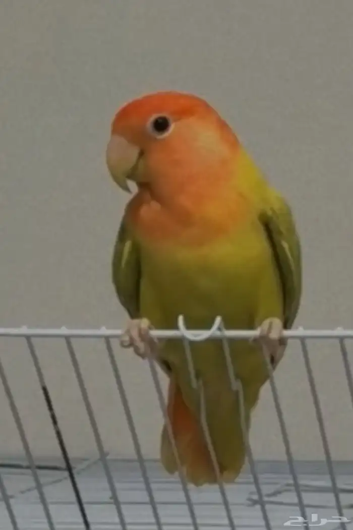 طير روز ضائع بالسويدي الغربي 0