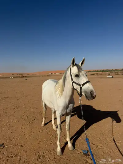 حصان شعبي index