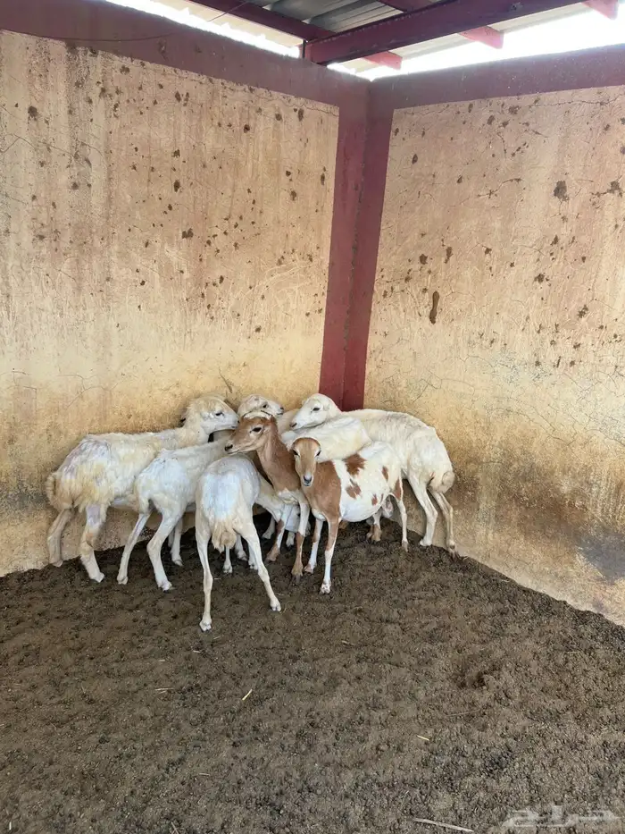 ضان رفيدية دفيع 4