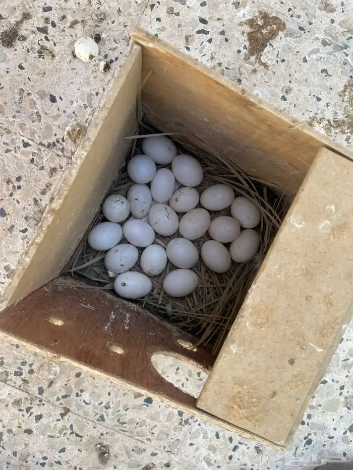 حمام قلابي 0