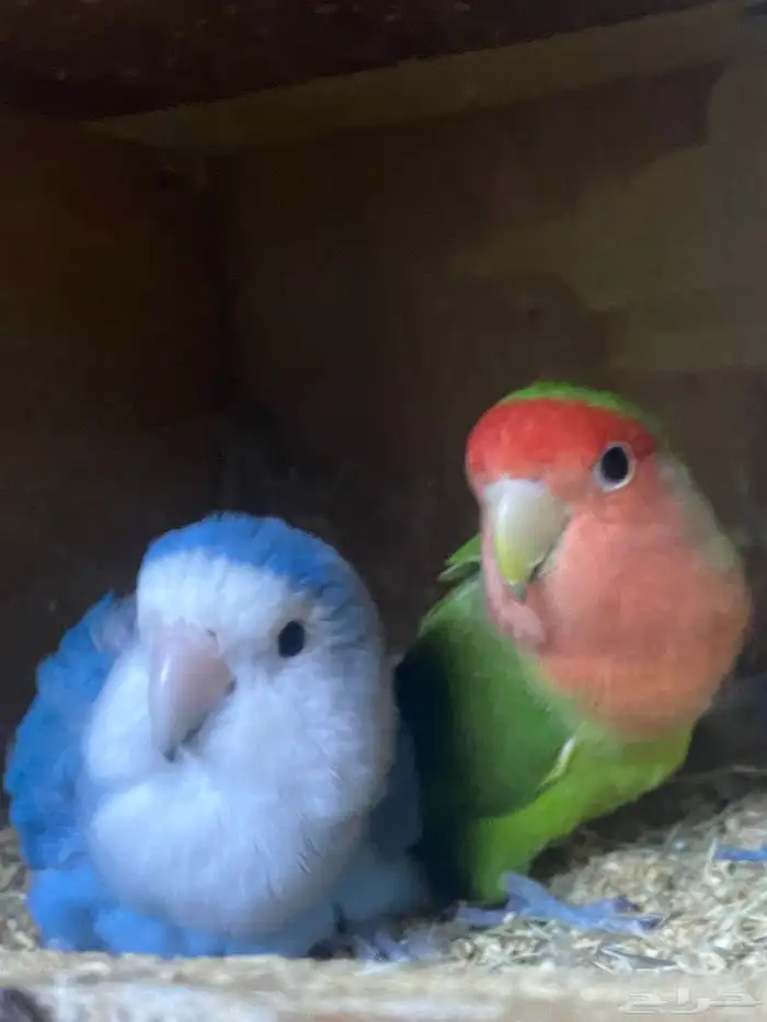 زوج روز منتج شرط 0