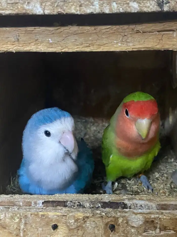 زوج روز منتج شرط 1